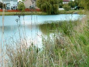 Colony Lakes east pond wild grass