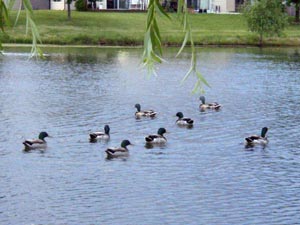 Colony Lakes west pond wildlife